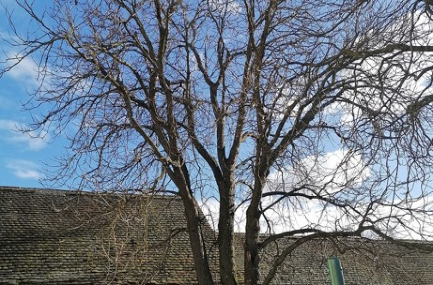 100 évestől búcsúztak Dénesfán